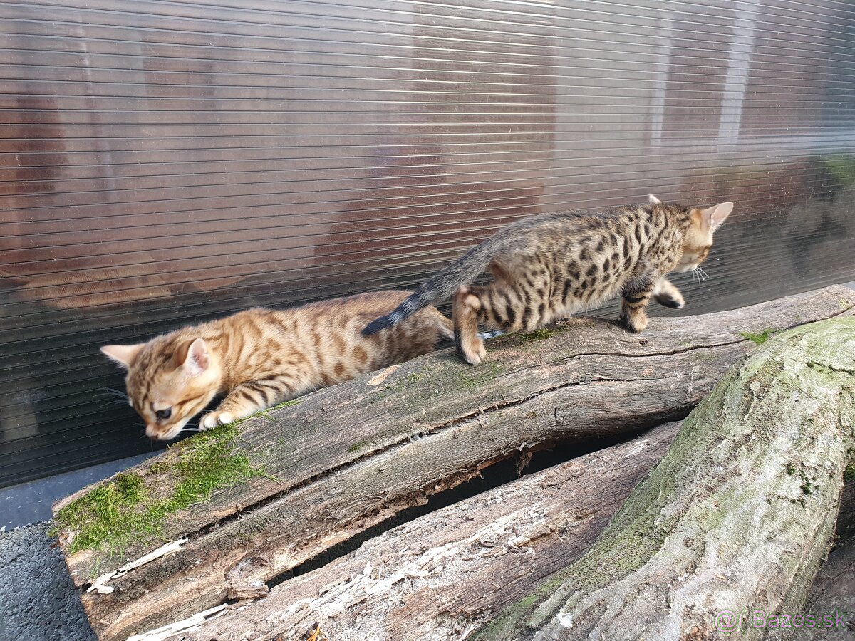 Bengalske maciatka - 4