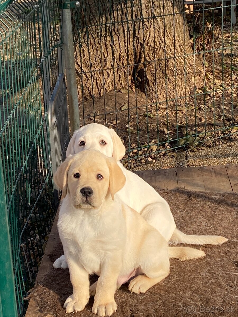 Labrador žlté šteniatka s PP - 4