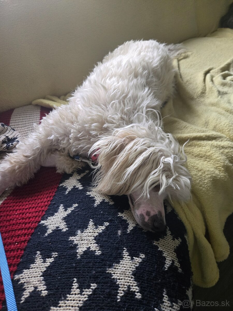 Čínsky chocholatý pes s PP - 4