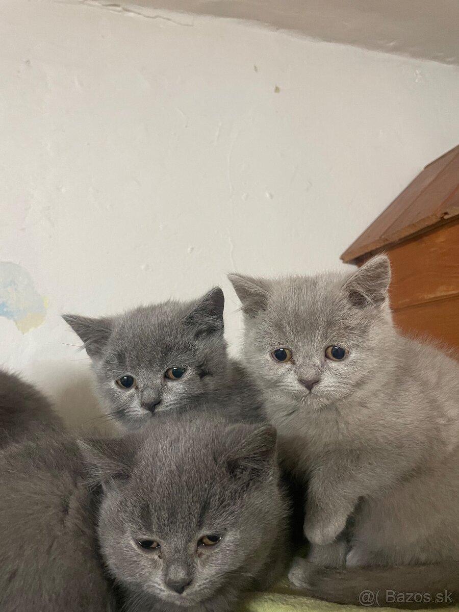 Britské mačiatka - 4