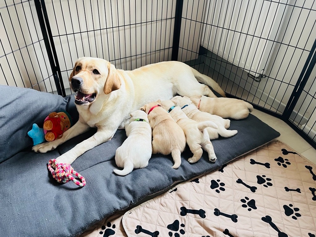 Labrador štěňátka s PP - 4
