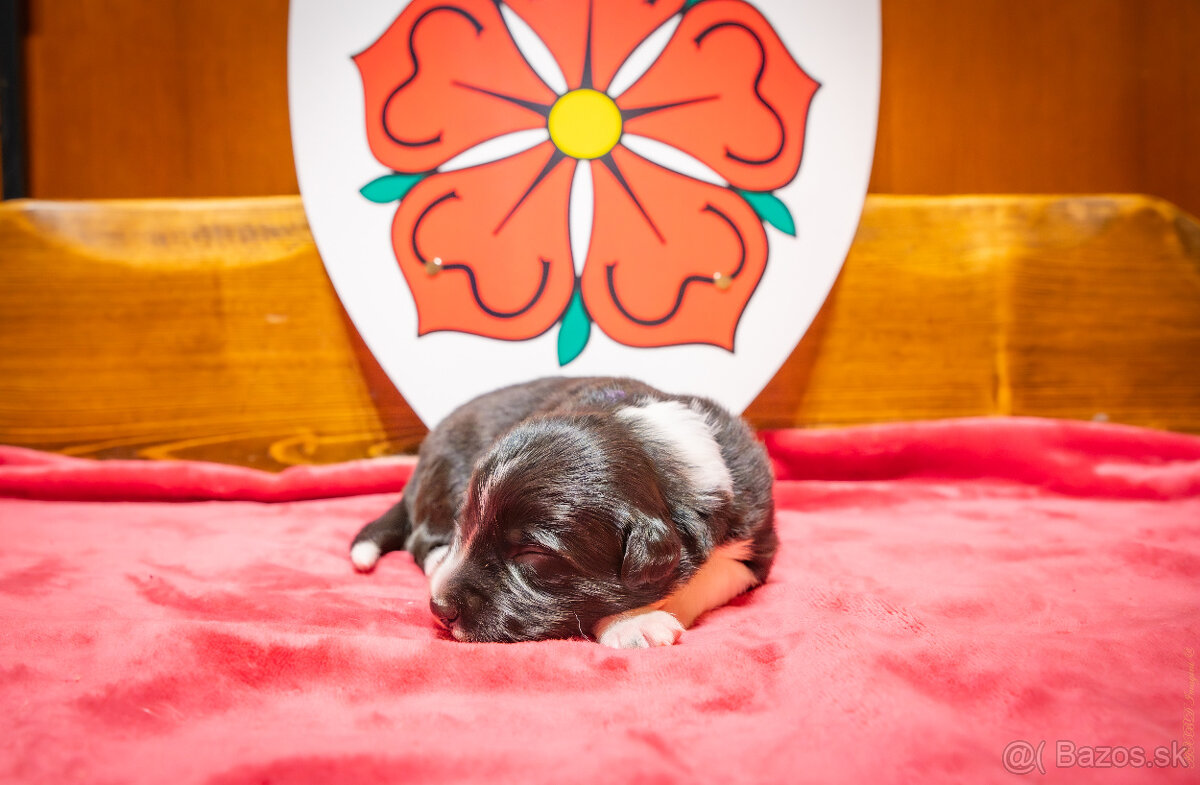 Šteniatká Border Kólia s PP, Border Kolia - 4