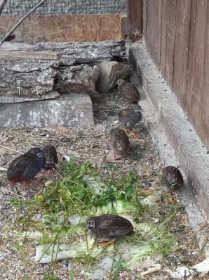 Prepelica čínska - 4