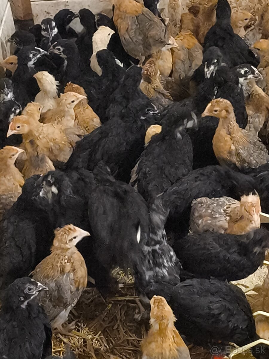 Green a Dark shell - 4