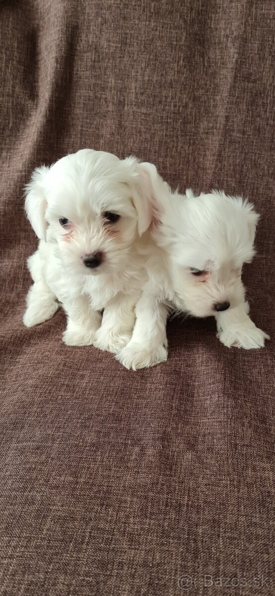 Mini Maltezák - 4