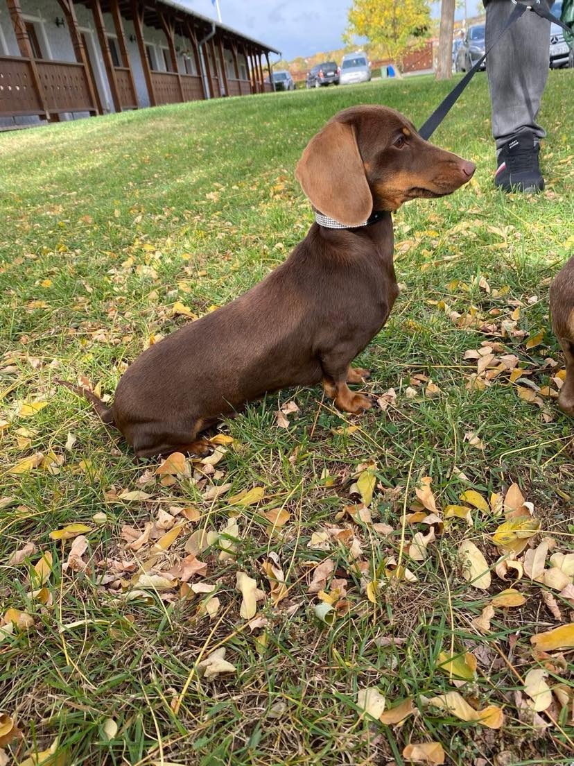 Jazvečík trpasličí s PP - 4