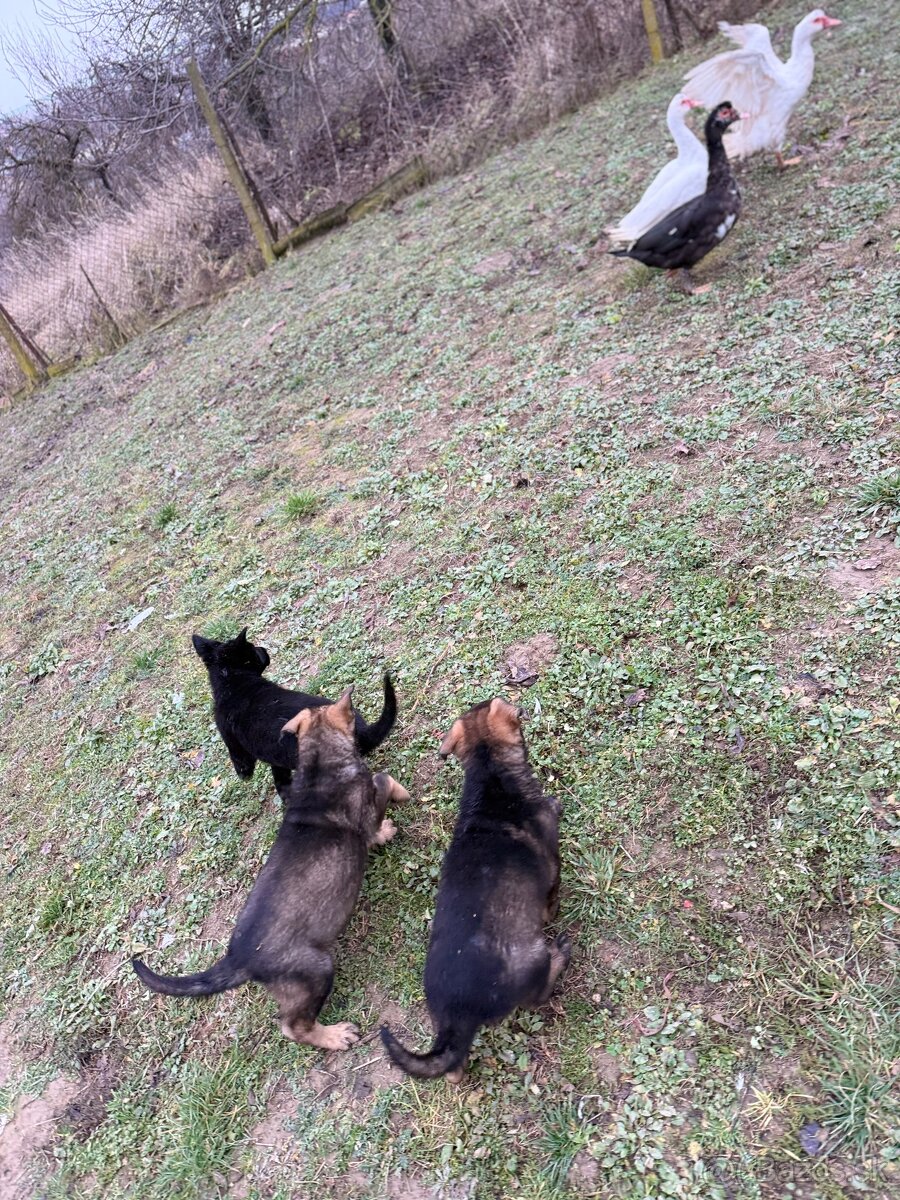 Nemecký ovčiak - 4