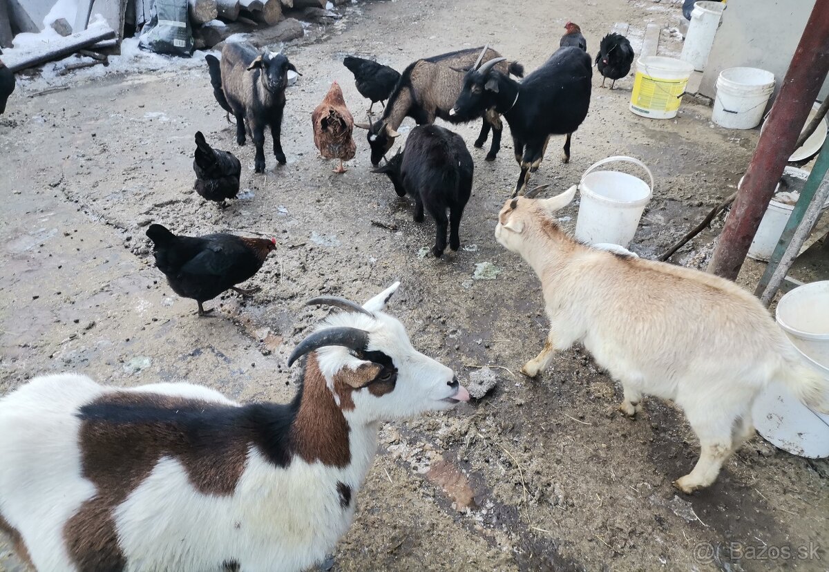 Holandské a kamerúnske mini kozičky - 4