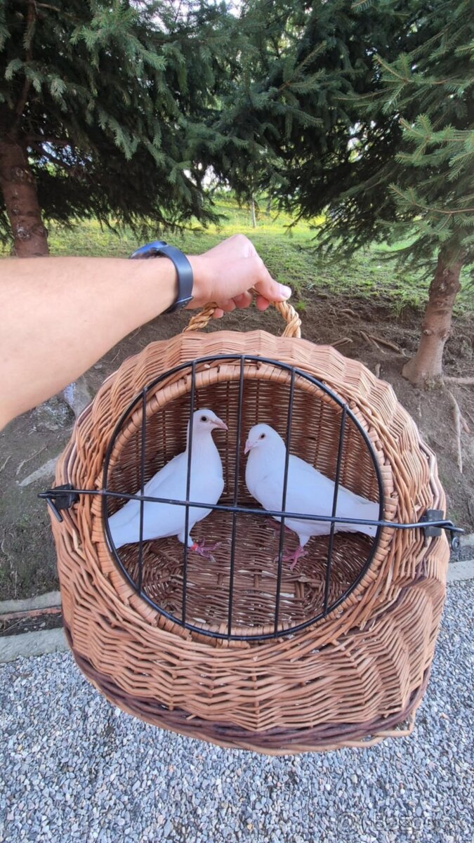 Ponukam svadobne postove holuby - 4