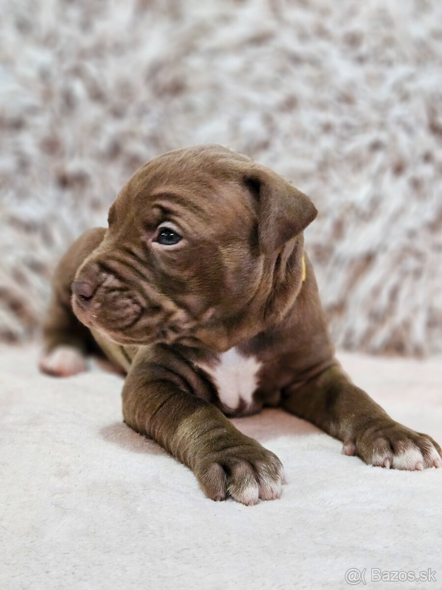 Americký pitbullterier,apbt,pittbul,pitbull - 4