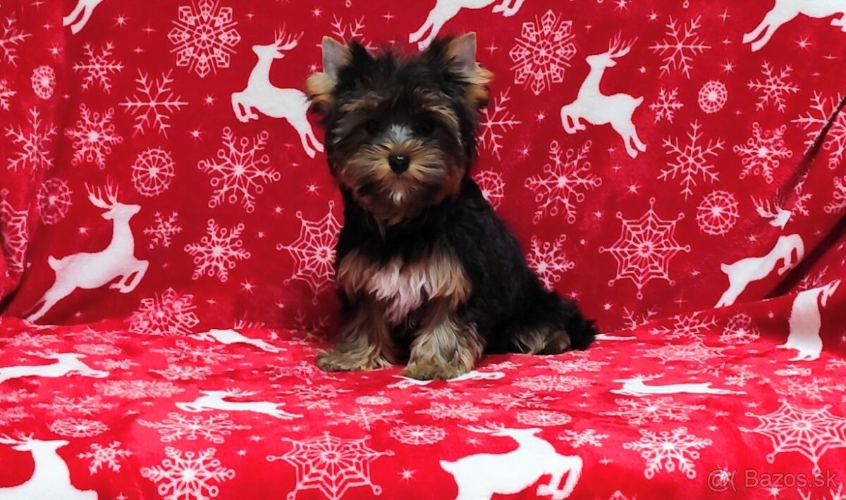 Yorkshire terrier - 4