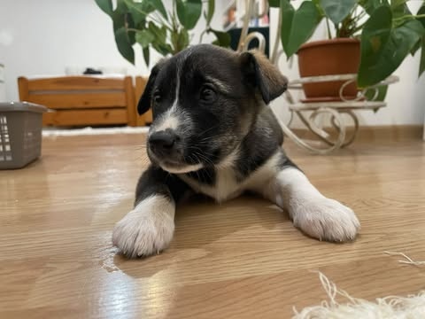 Predám šteniatka malamut × kríženec - 4