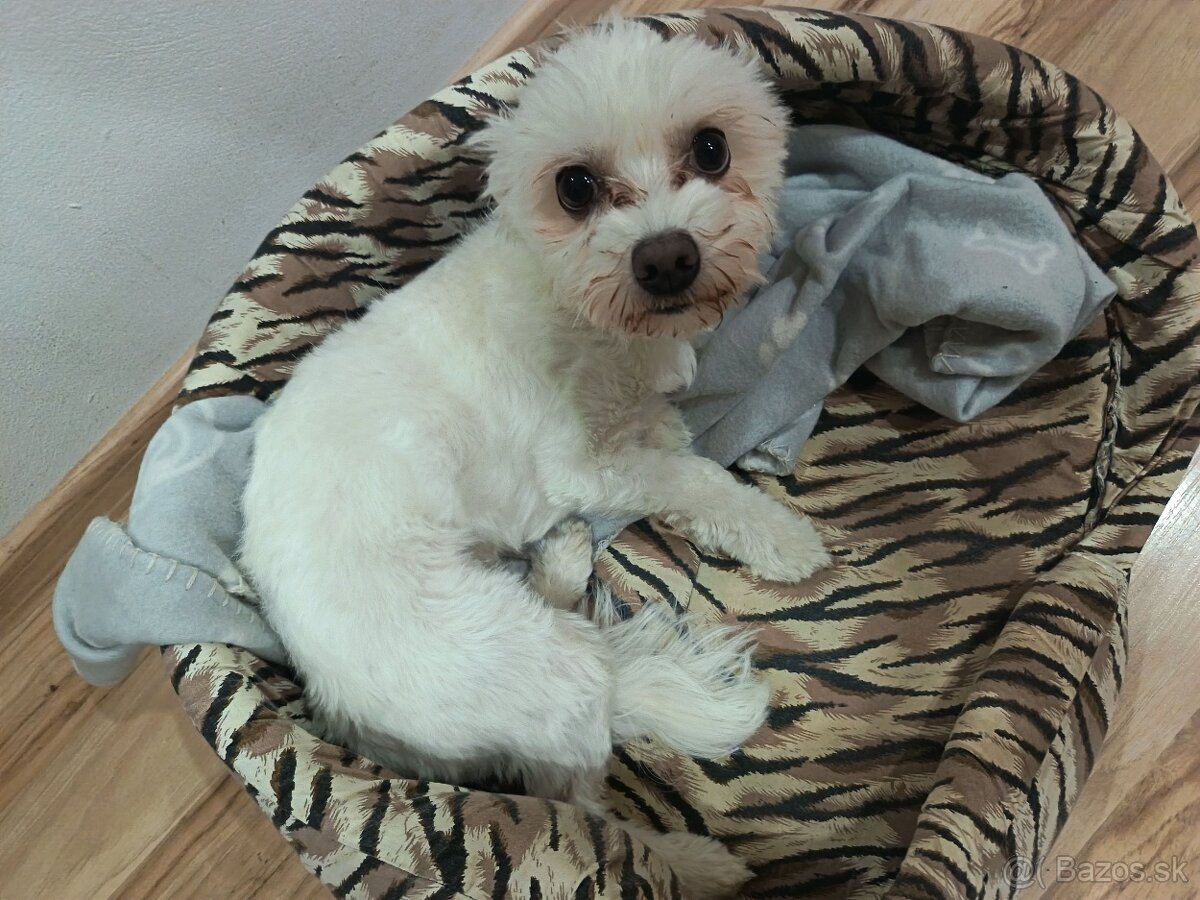 Maltézsky psík - 4