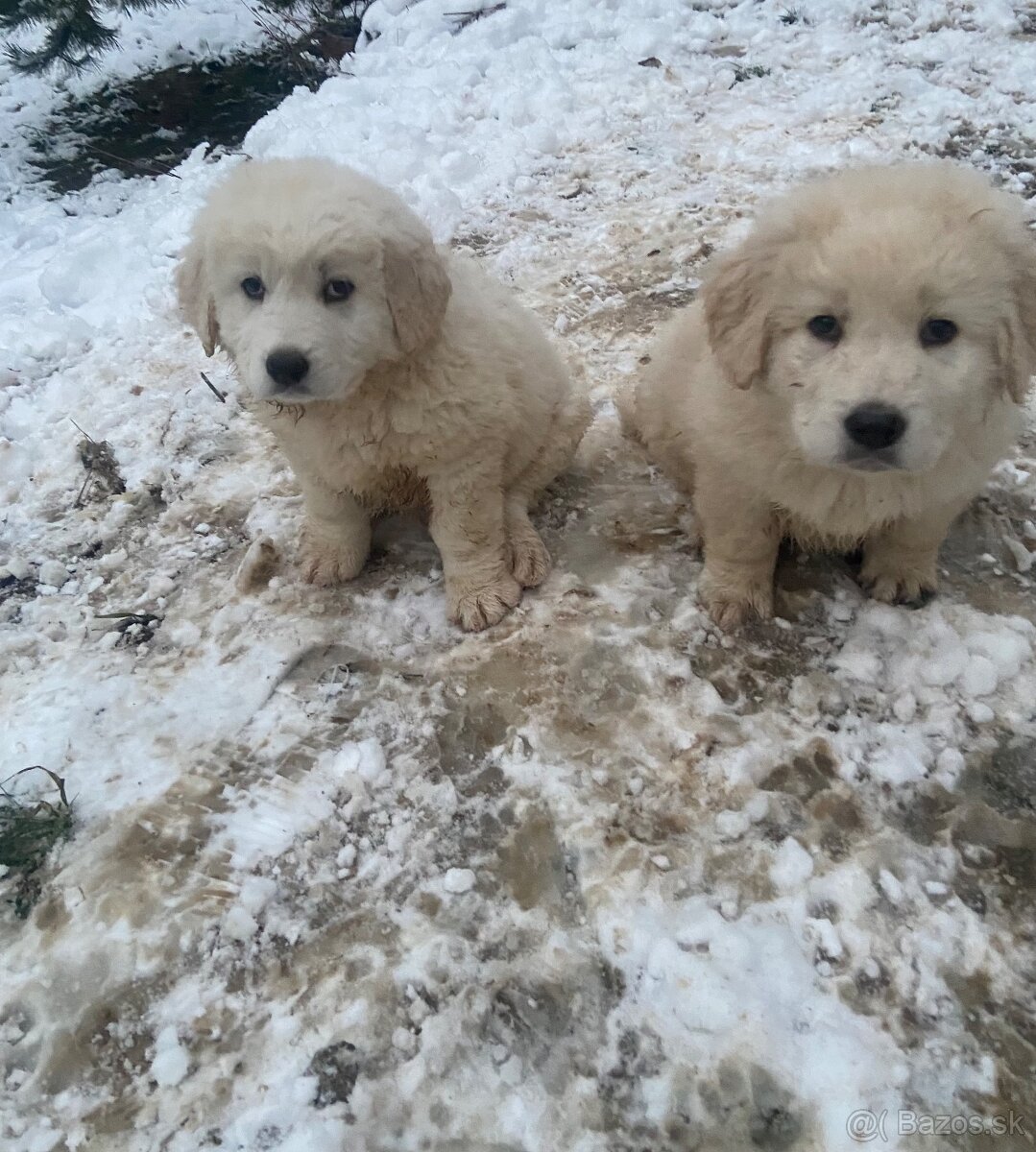 Slovenský čuvač - 4