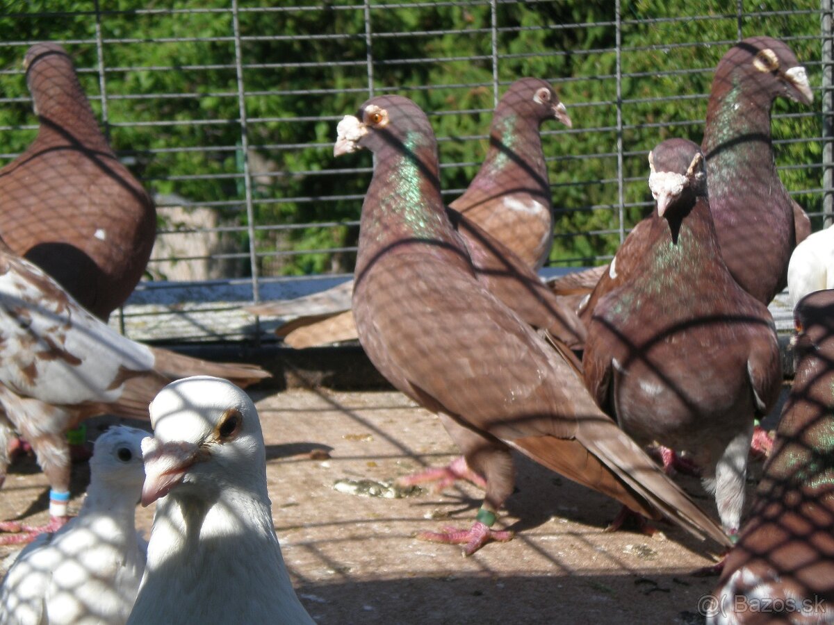 Predám poštové holuby Meulemans - 4
