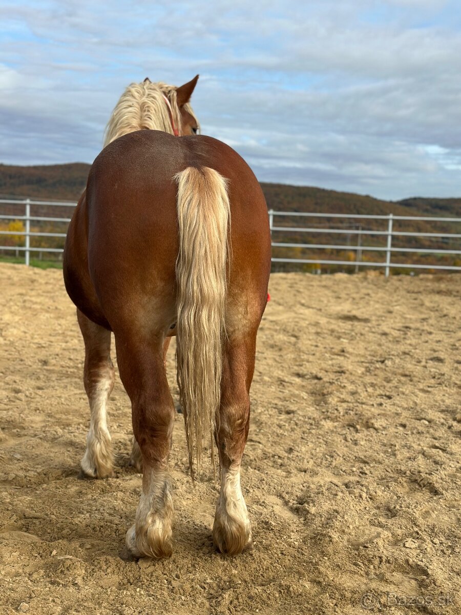 Predám žrebca - ťažný kôň na predaj - 4