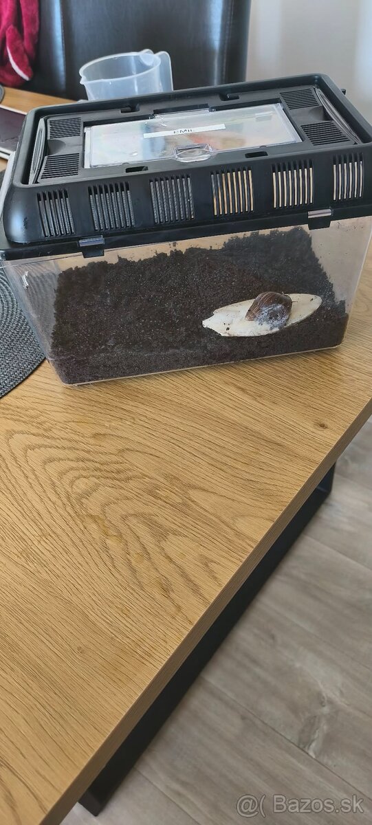 Africky slimkak zadarmo + terarium - 4