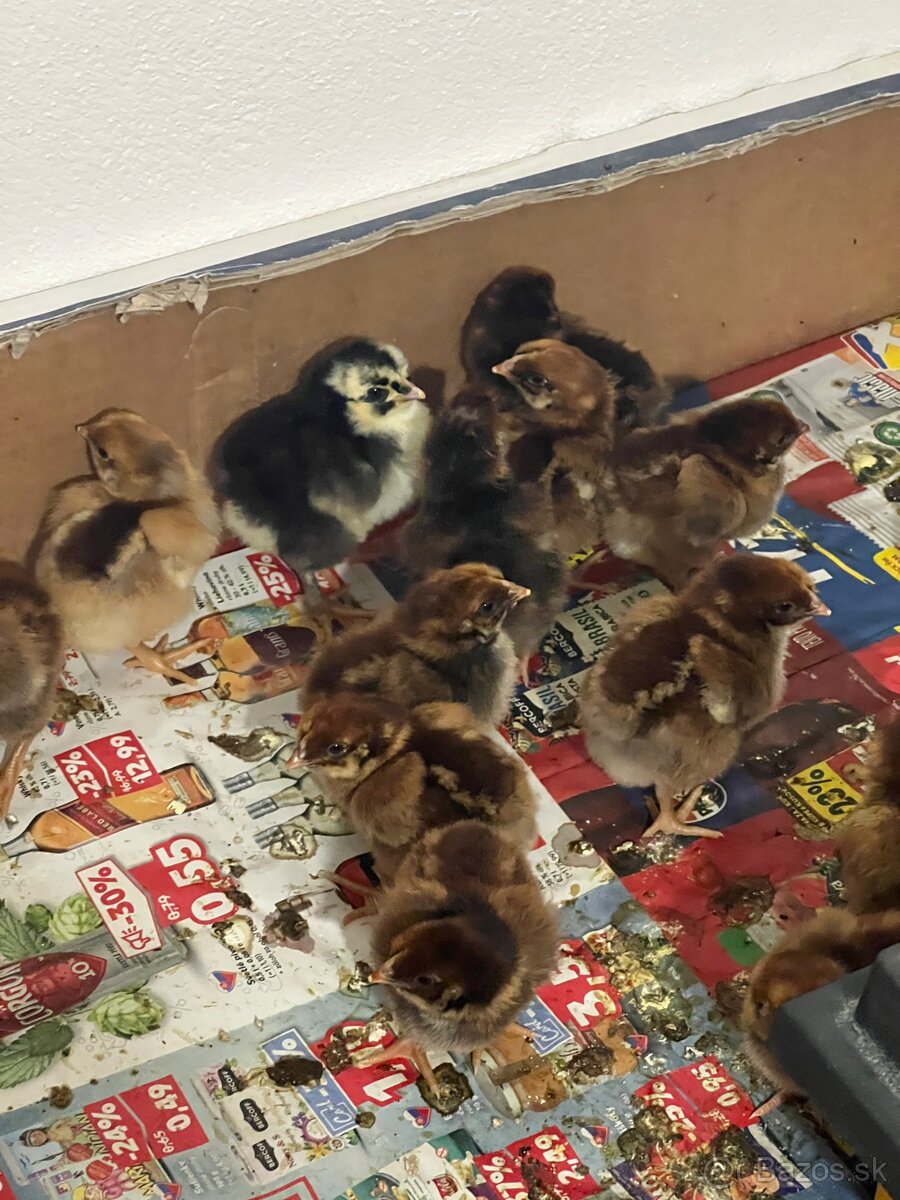 Predám kuriatka - 4