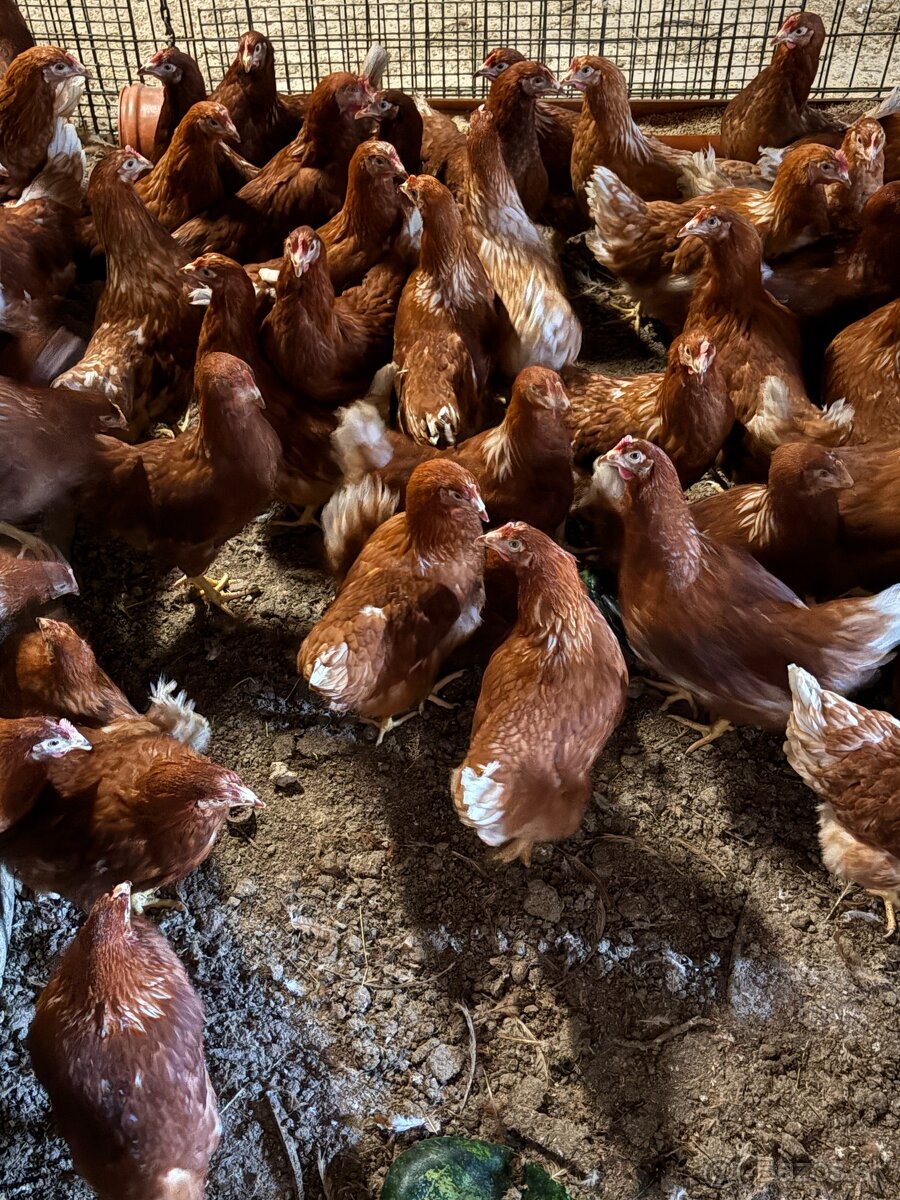 Sliepky Mládky Nosnice Lohman - 4