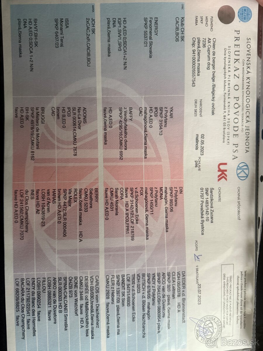 Belgický Ovčiak - 4