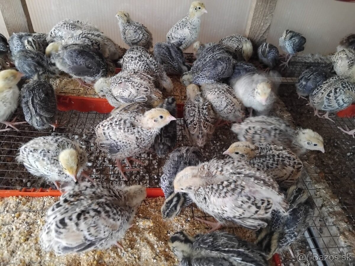 Predám japonské prepelice - 4