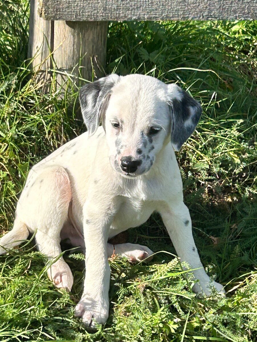 Darujem šteniatko - 4