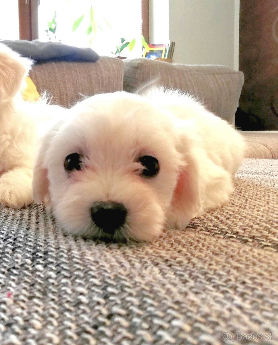 Maltezáz- šteniatka malého vzrastu - 4