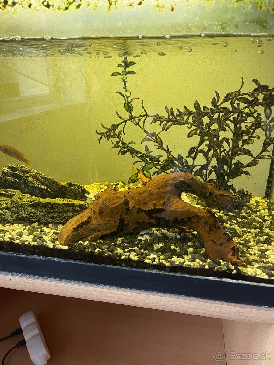 Cichlidy africké+akvarium - 4