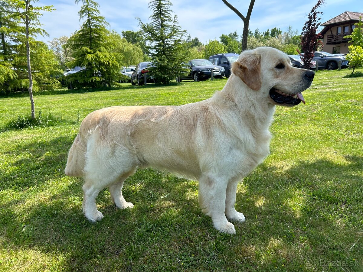 Zlatý retriever - 4
