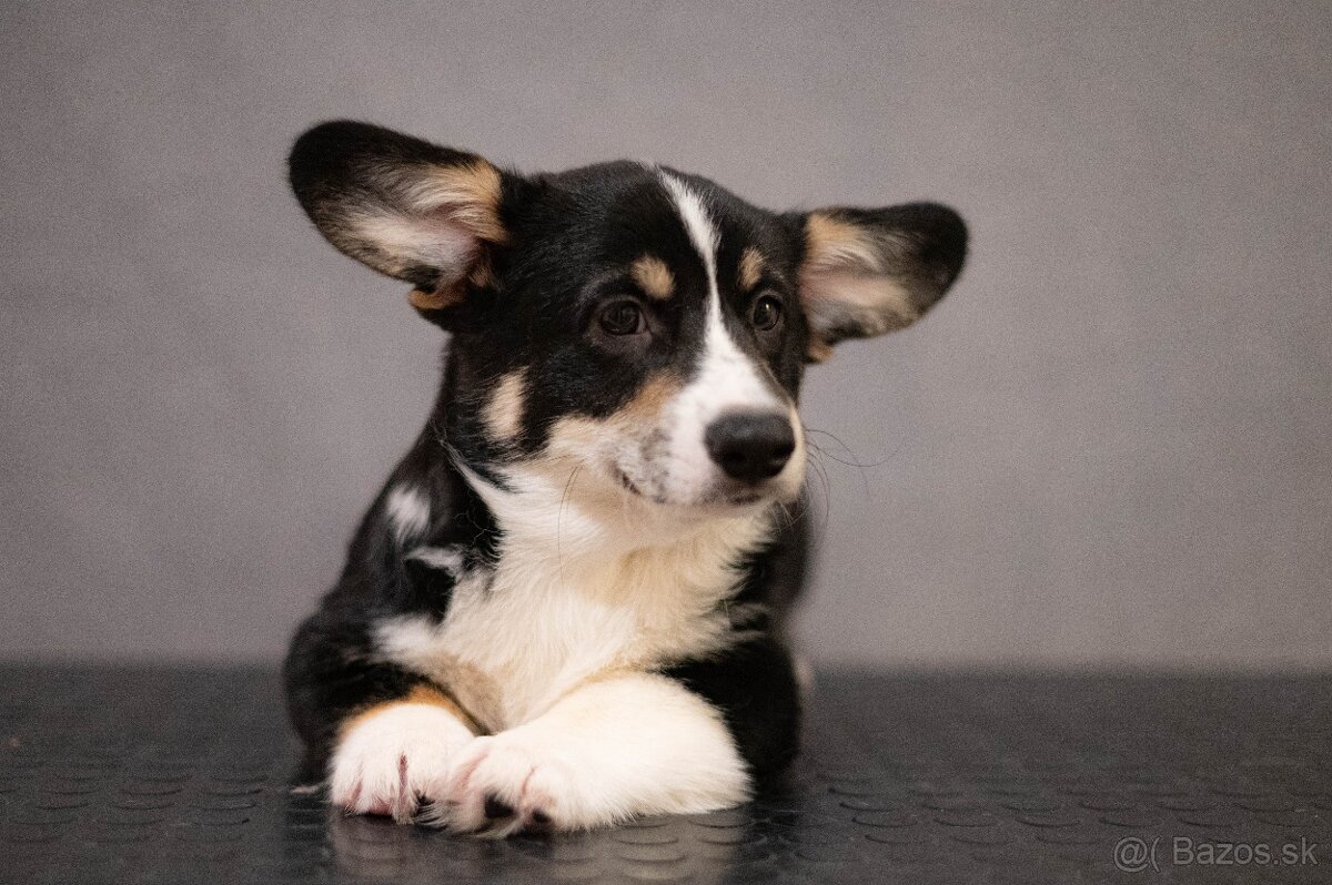 Welsh corgi pembroke s PP - 4