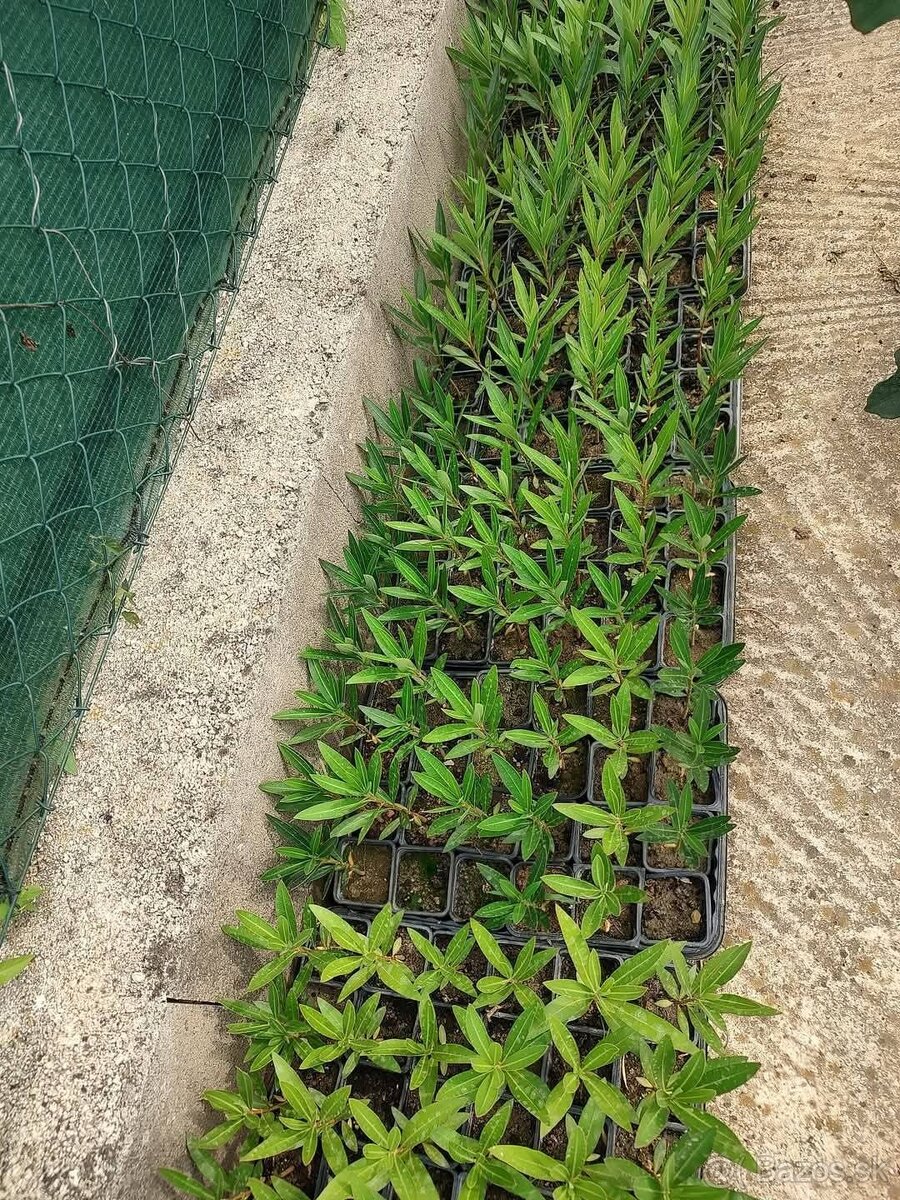 Mrazuvzdorné Oleandre - 4