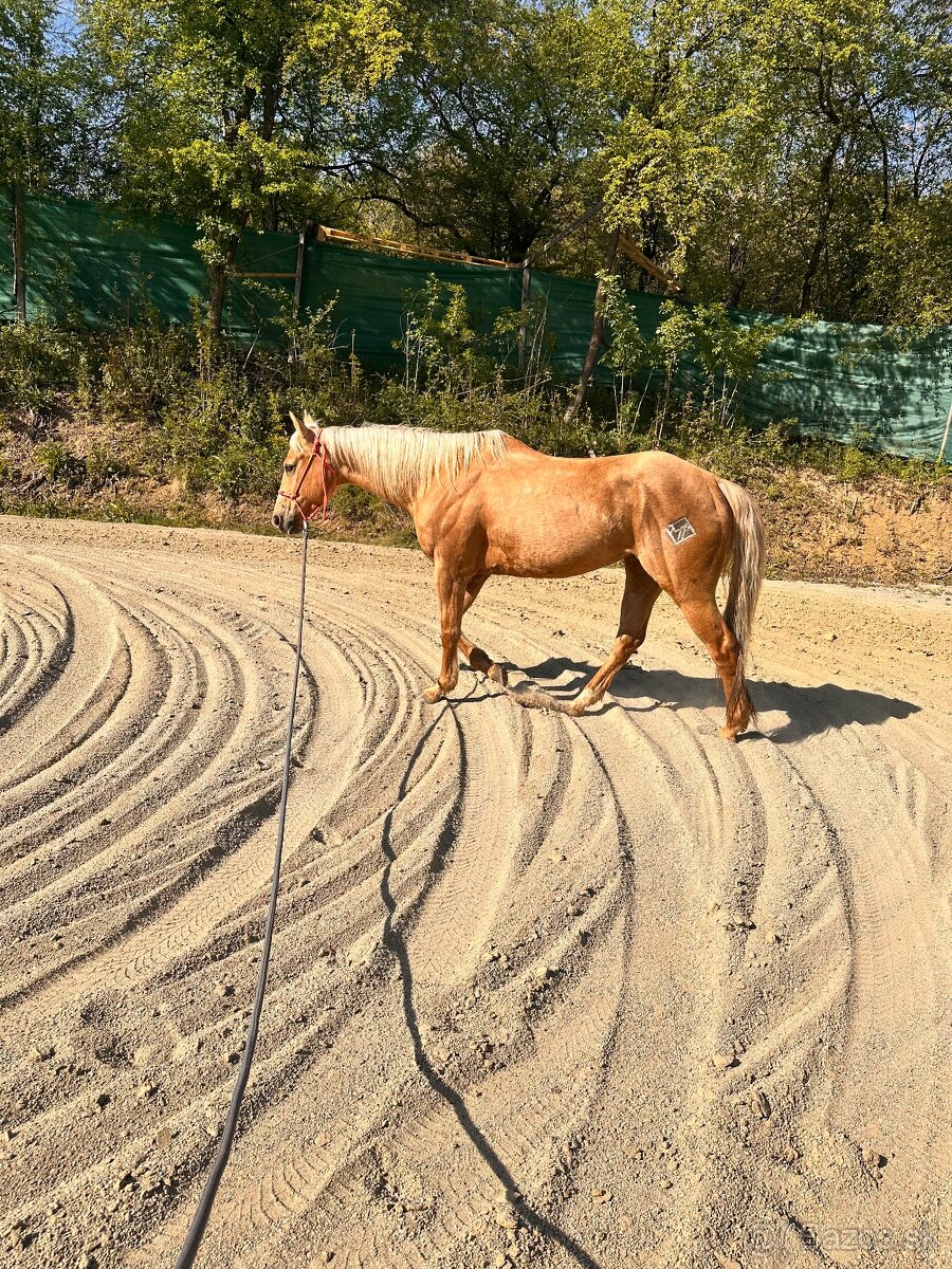 Kobyla AQH / Quarter horse - 4