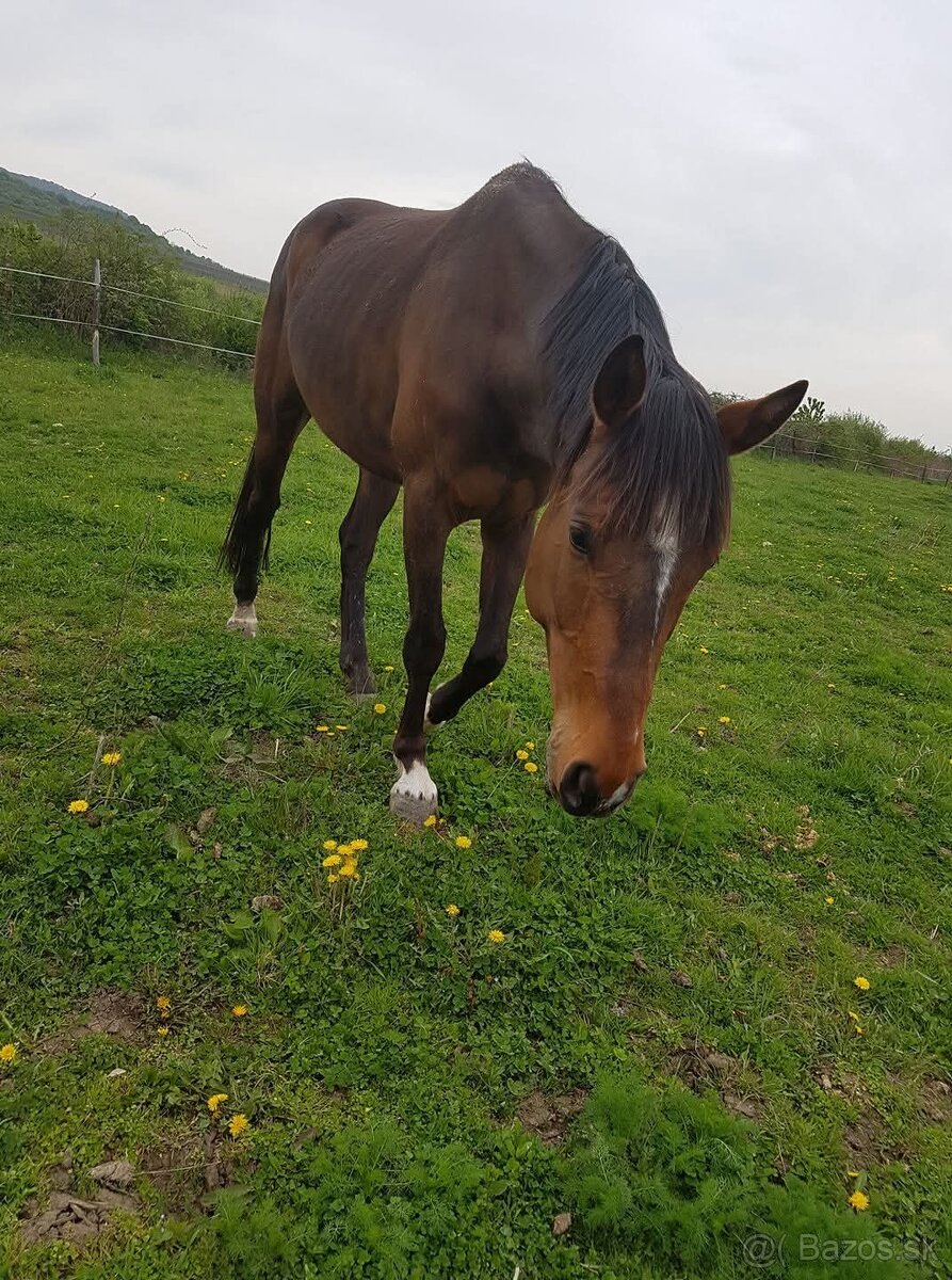 Slovenský teplokrvník - 4