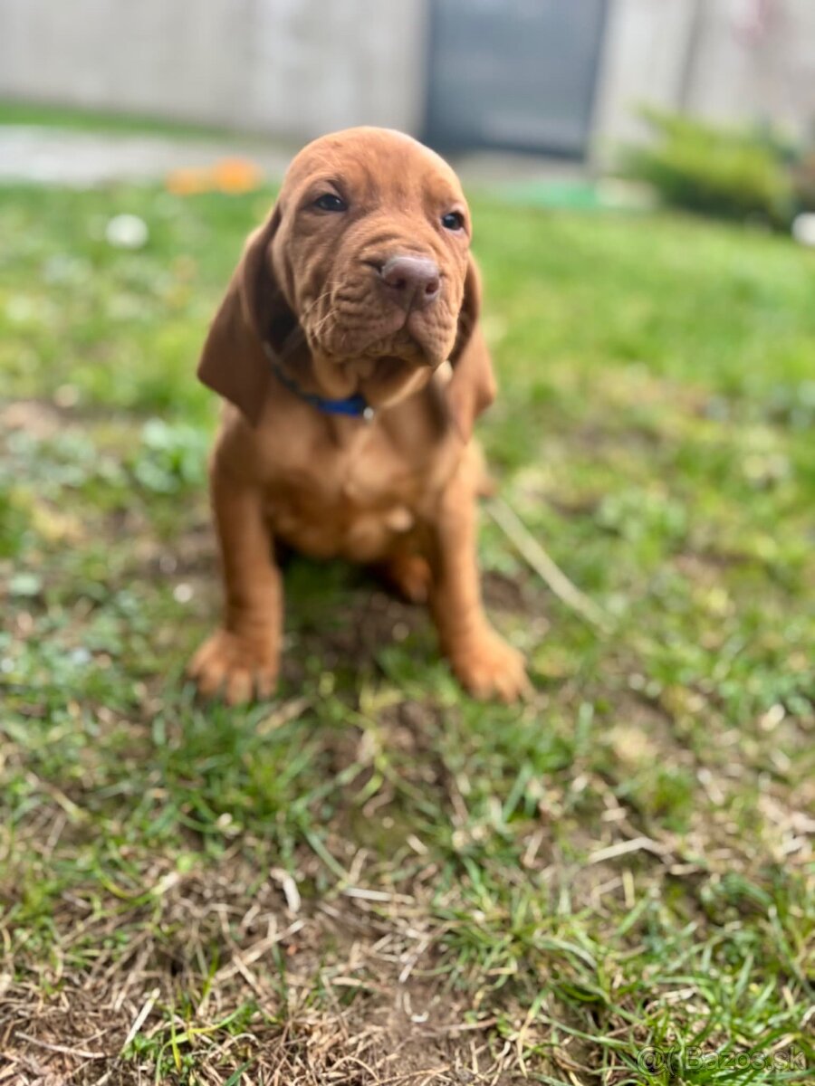 Maďarská vyžla šteniatka - 4