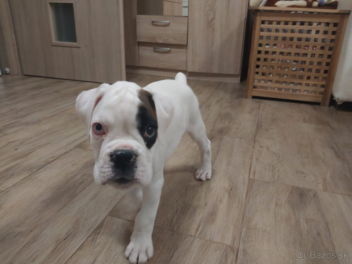 Nemecký boxer šteniatko PP - 4