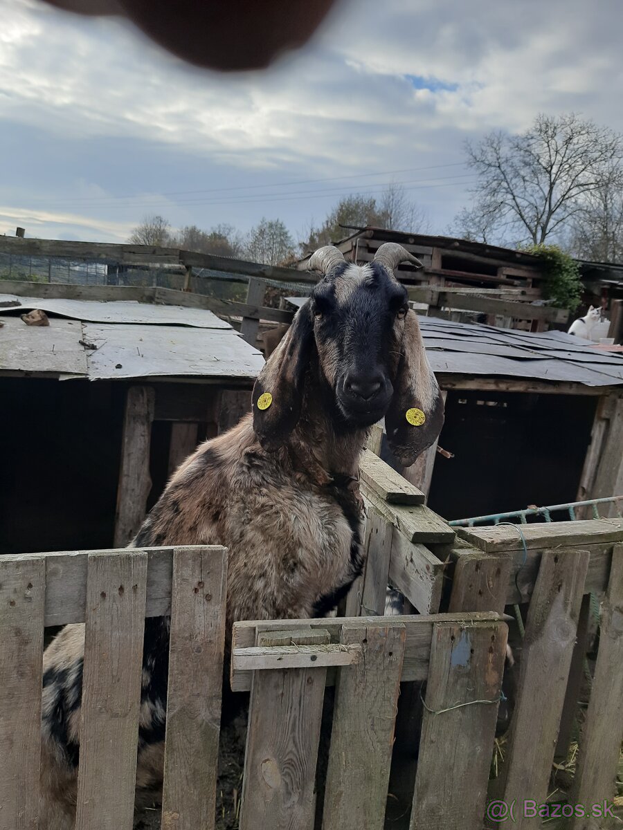 Predám koze a ovce - 4