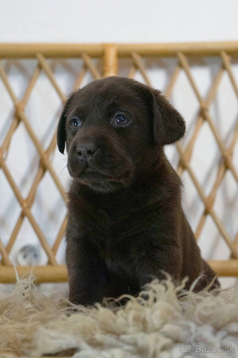 Šteniatka labrador retriever s PP, Labradorsky retriever - 4