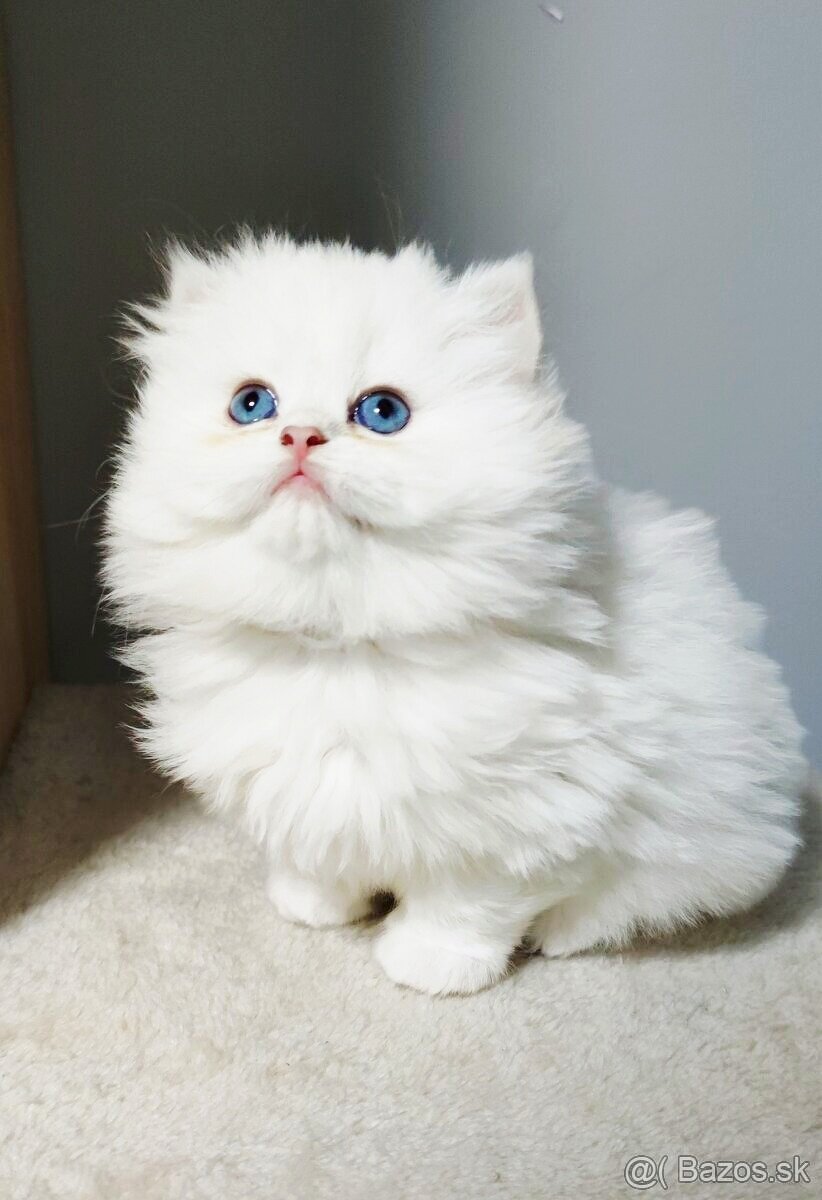 Britské mačiatka s PP ❣️ - 4