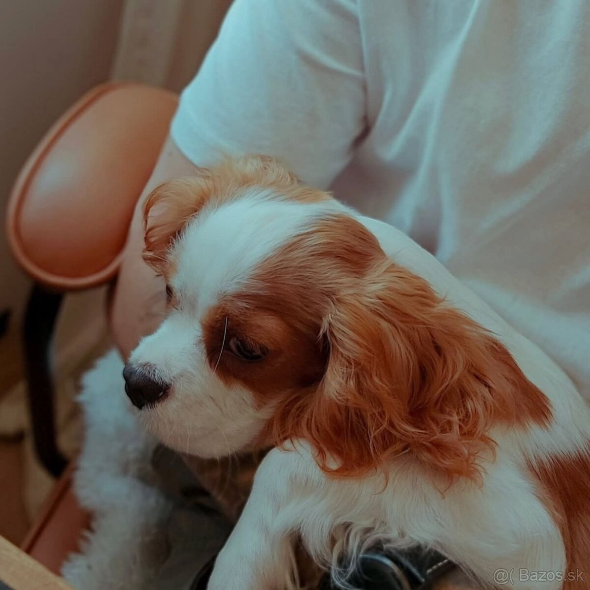 Cavalier King Charles Spaniel (bez PP) – 5-mesačná sučka - 4