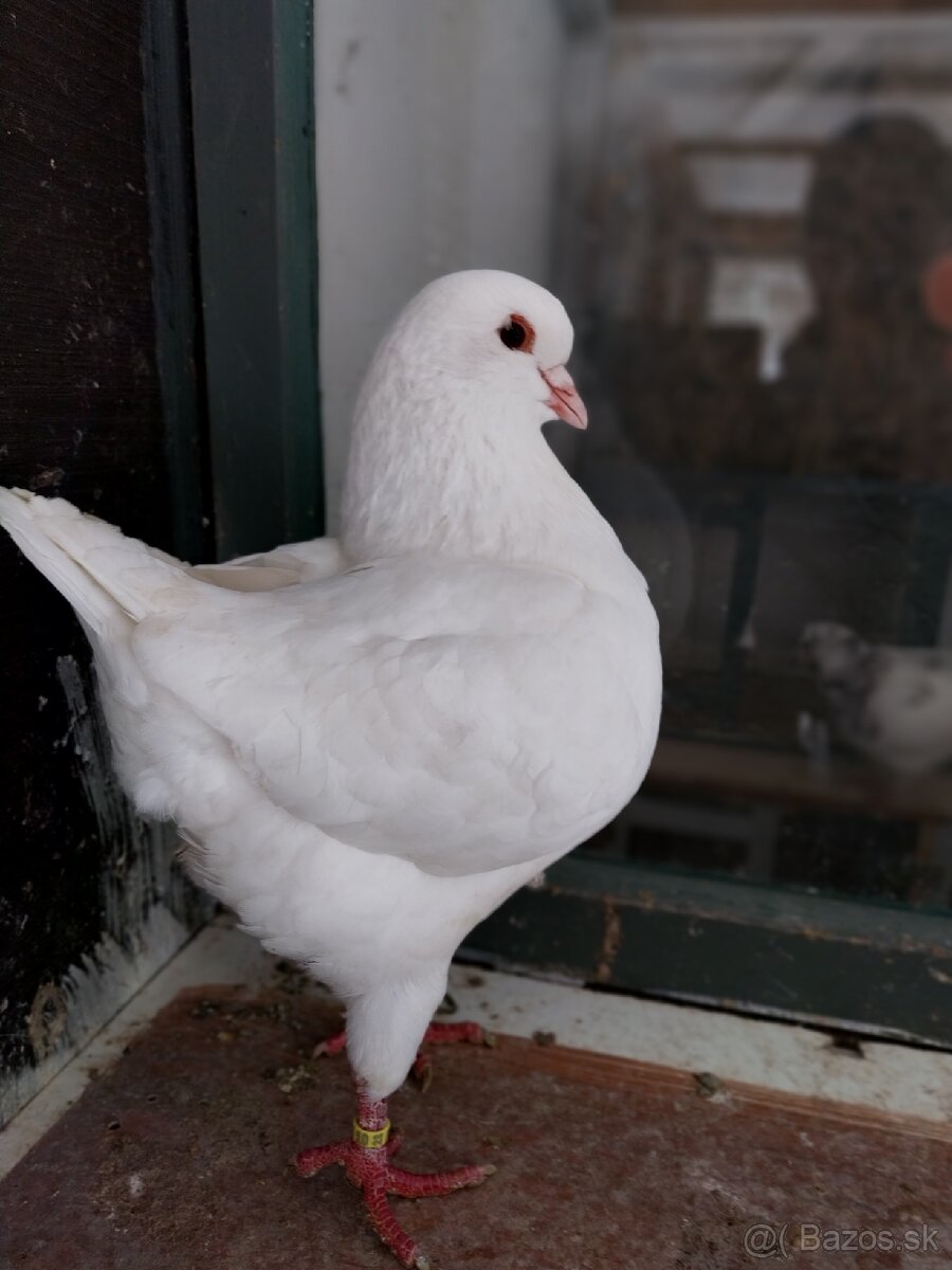 Predám Holuby Kingy - 4