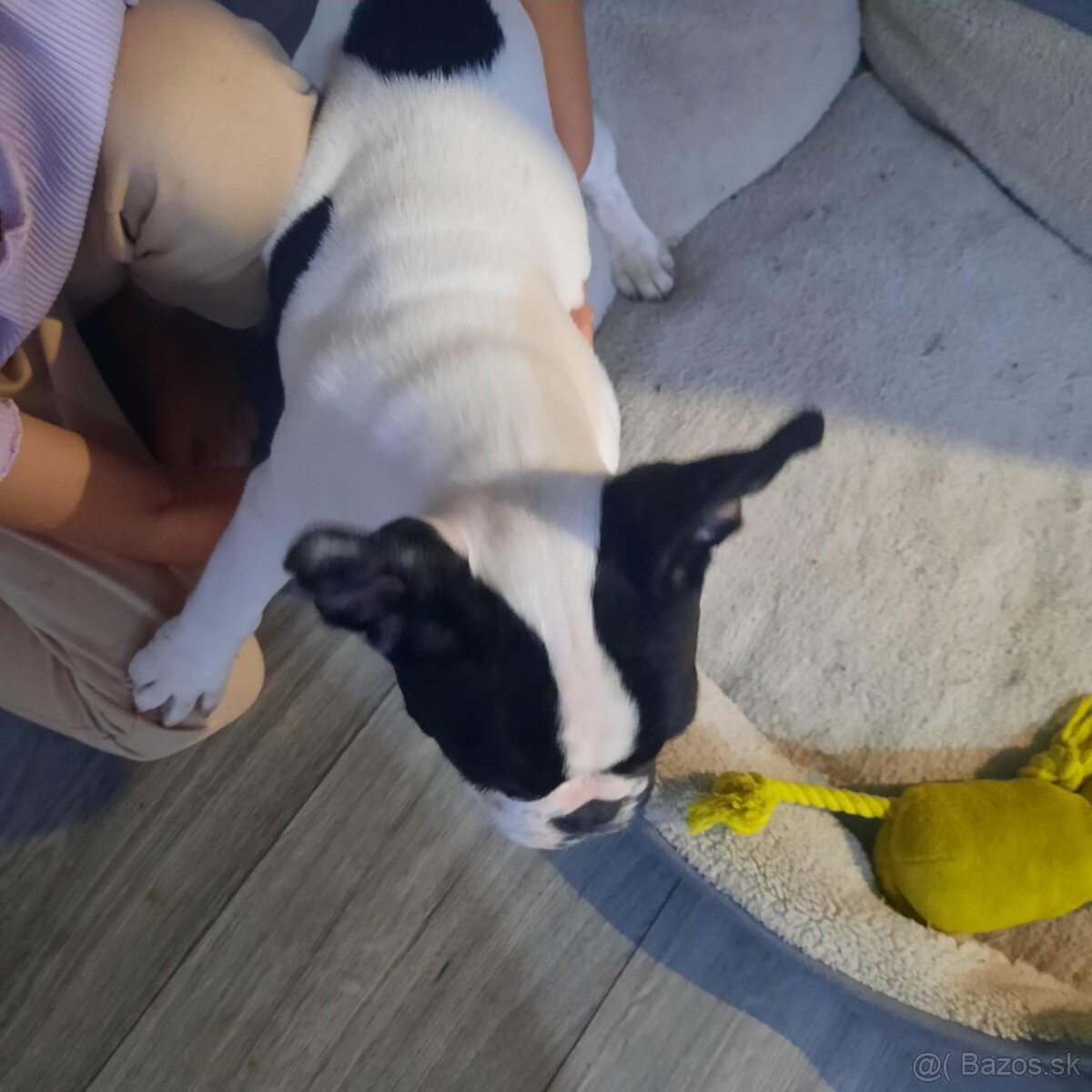 Francúzsky buldoček - 4