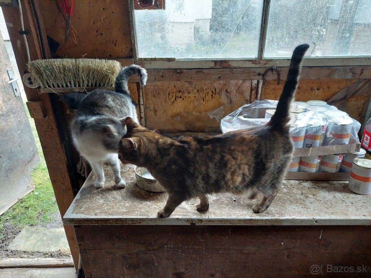 Darujem mačky - 4
