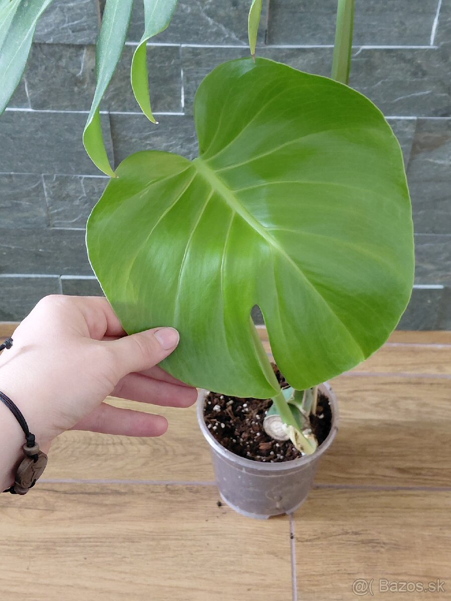 Odrezky monstera deliciosa - 4
