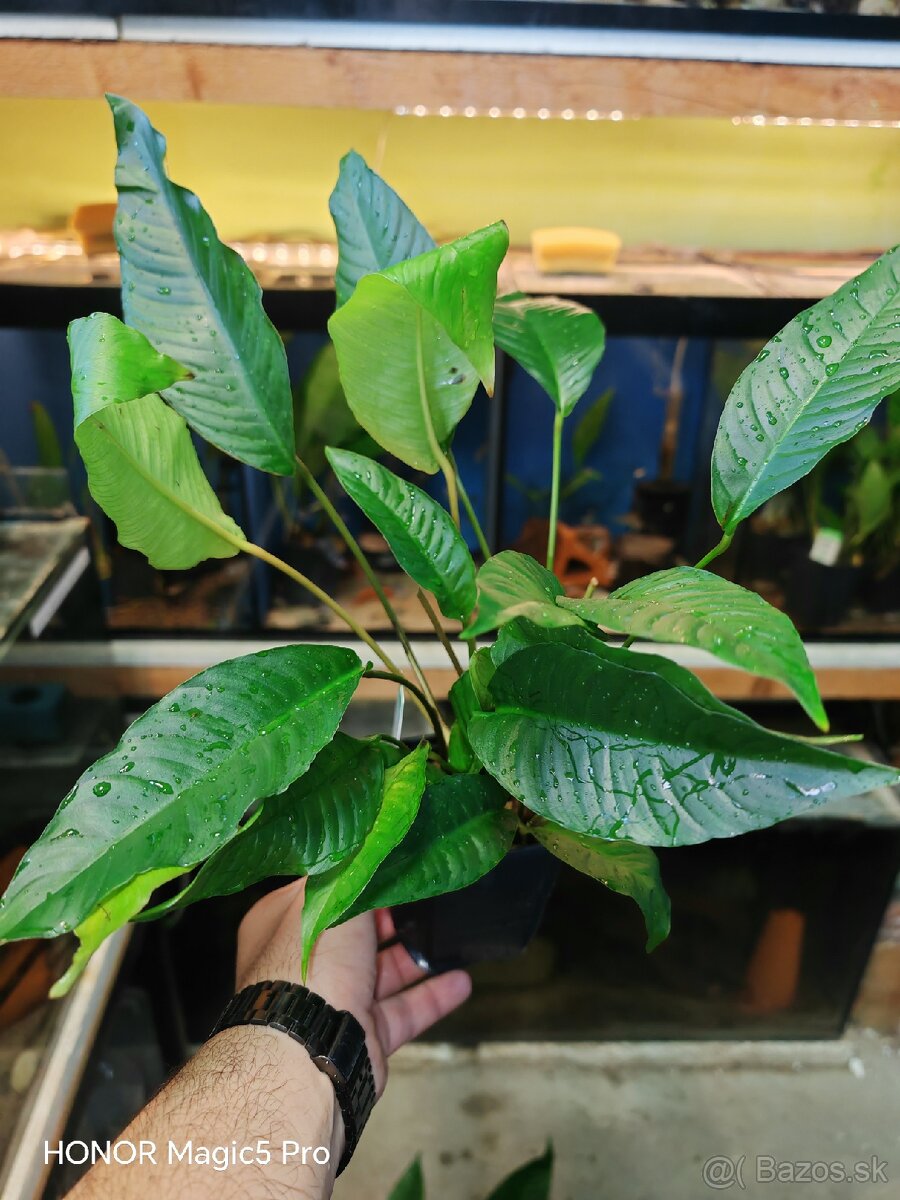 Anubias heterophylla - 4