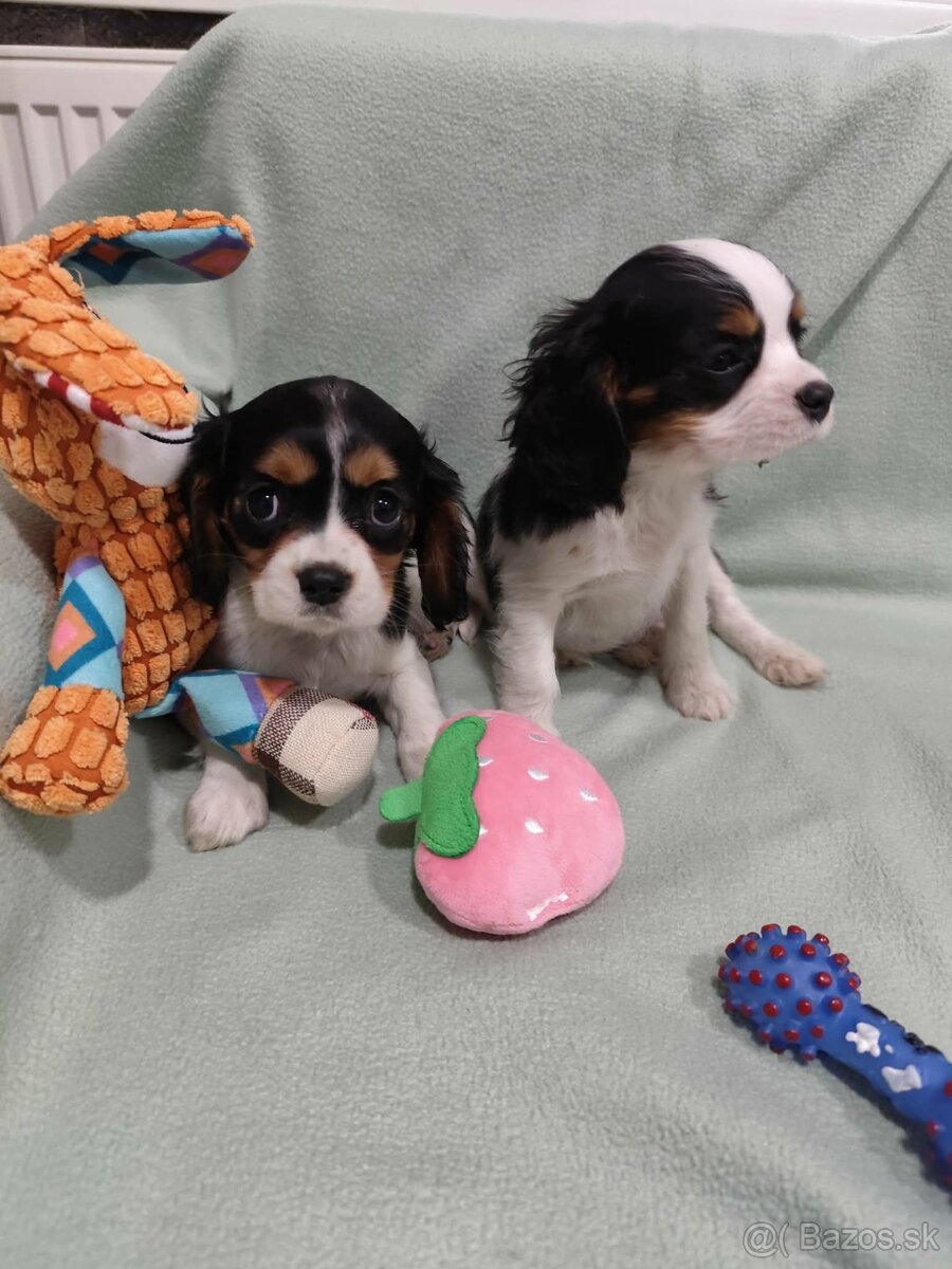 Cavalier King Charles španiel - 4