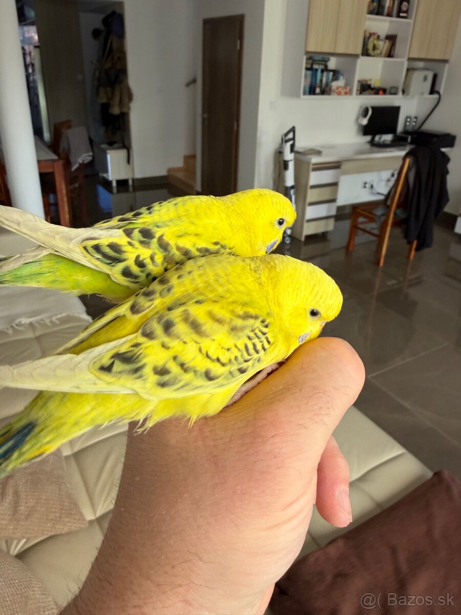 Andulka TCB Maznačik - 4