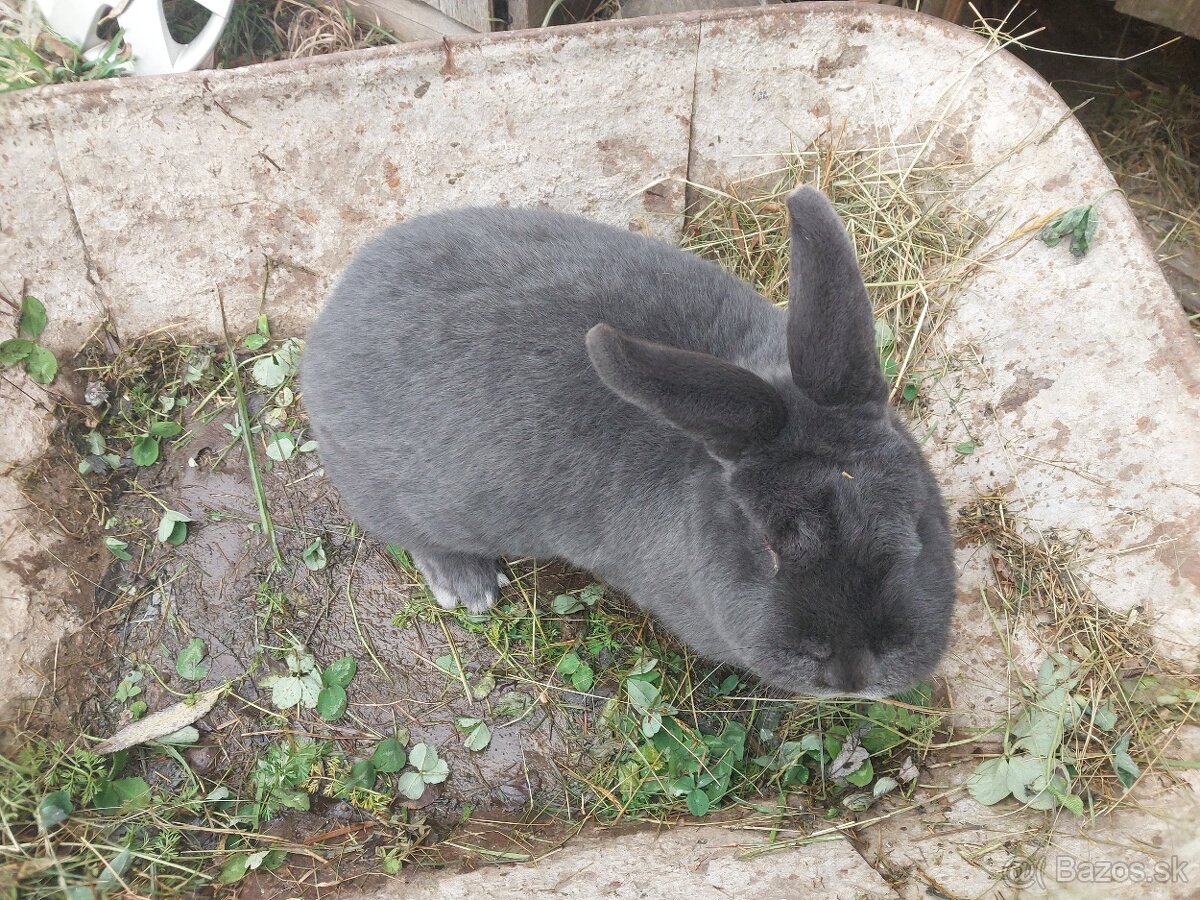 Viedenský modrý králik - 4