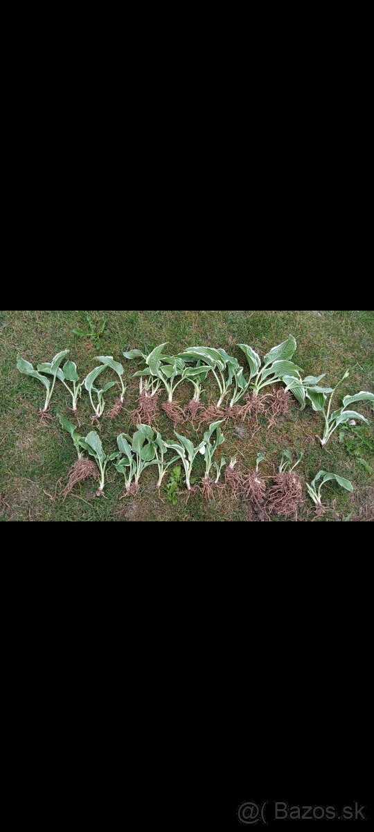 Hosta koreň,funkia , bohyska, - 4