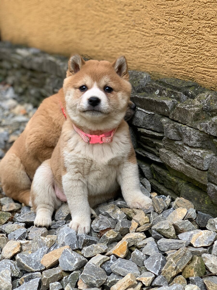 Shiba inu - 4