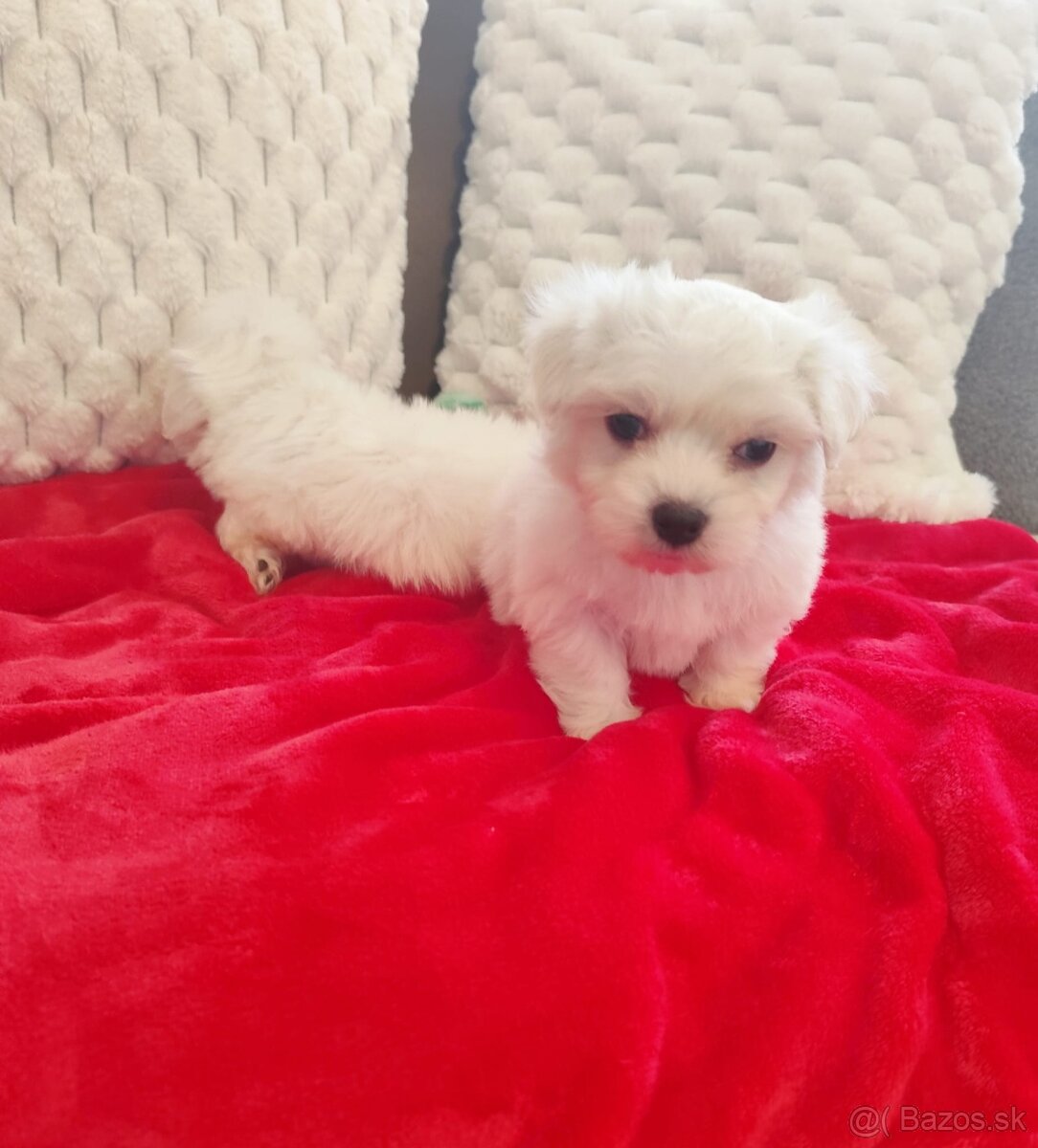 Maltezsky psík, maltezák, maltez - 4